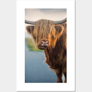 Highland Cow Posters and Art